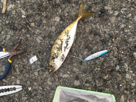 アジ、エソのみツバスは見てるだけ